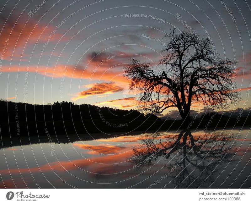 morning mood Sunrise Morning Tree Lake Clouds Water reflection Sky Dawn Landscape