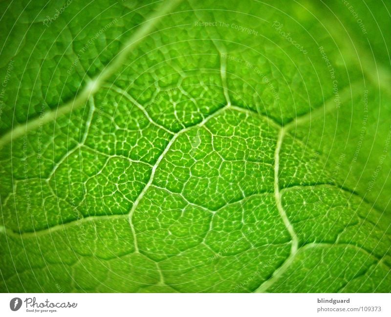 bright green ;o) Leaf Physics Fine Branchage Sunflower Green Plant Biology Fresh Grass green Juicy Gardener Summer Perspective Tendril Flourish Growth Occur