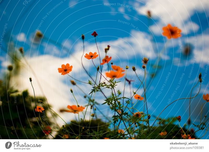 blue / orange Sky Cosmos Orange cloudy flower light atmosphere Air