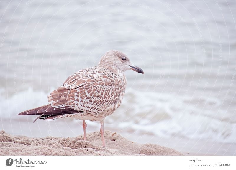 seagull Relaxation Calm Vacation & Travel Trip Summer Summer vacation Sun Beach Ocean Waves Aquatics Swimming & Bathing Closing time Environment Nature