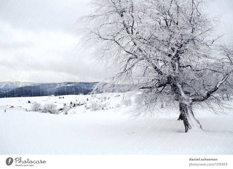 Christmas card 9 Tree Winter Black Forest White Deep snow Hiking Leisure and hobbies Vacation & Travel Background picture Snowscape Horizon Loneliness Cold