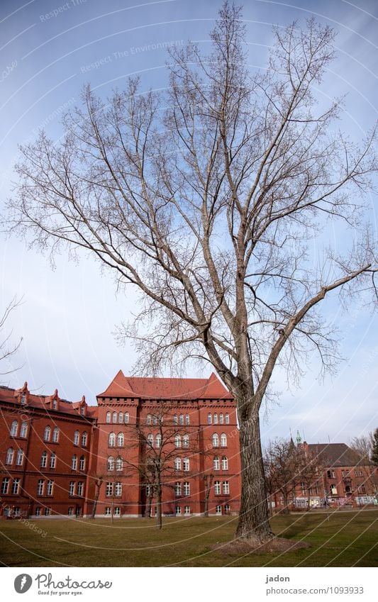 old style. Elegant Style Living or residing Flat (apartment) House (Residential Structure) Science & Research School School building Earth Sky Spring Plant Tree