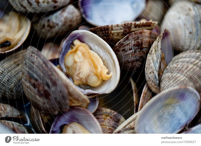 Cooked mussels Seafood Mussel Mussel shell Nutrition Organic produce Vegetarian diet Diet Italian Food Simple Fresh Healthy Beautiful Delicious Juicy Blue Brown