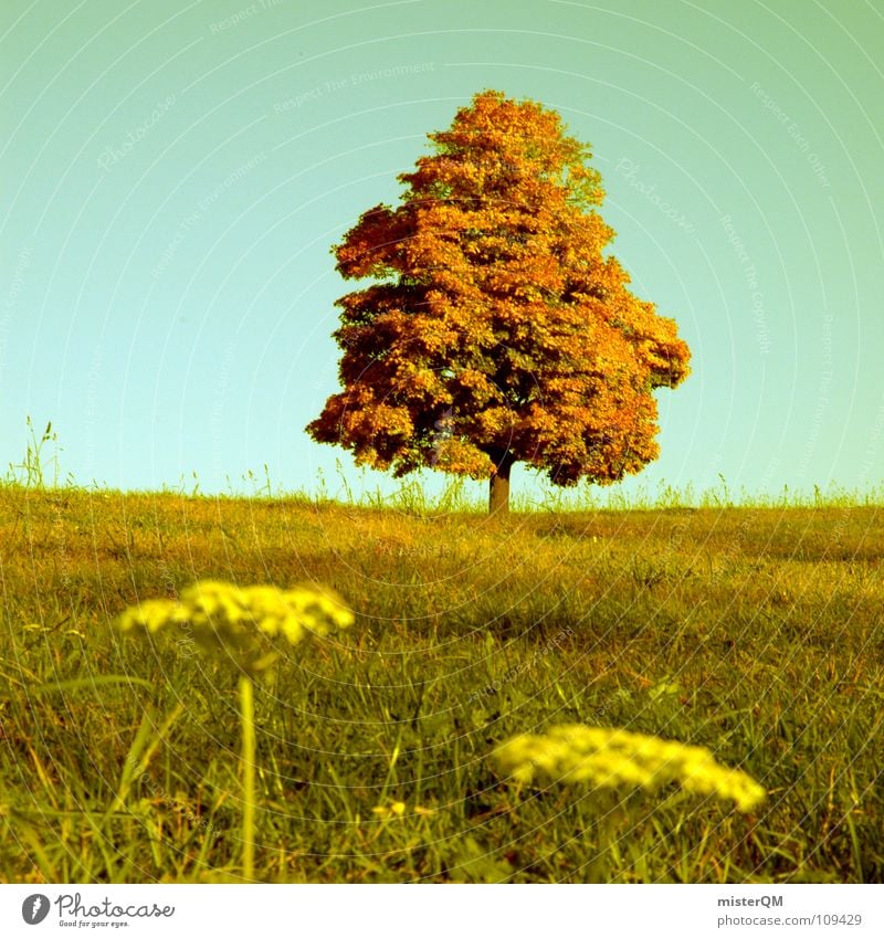 autumnal species Autumn Green Tree Horizon Half 50 Flower Foreground Background picture Meadow Blossom Beautiful Relaxation Diffuse Germany Grass Field Tobacco