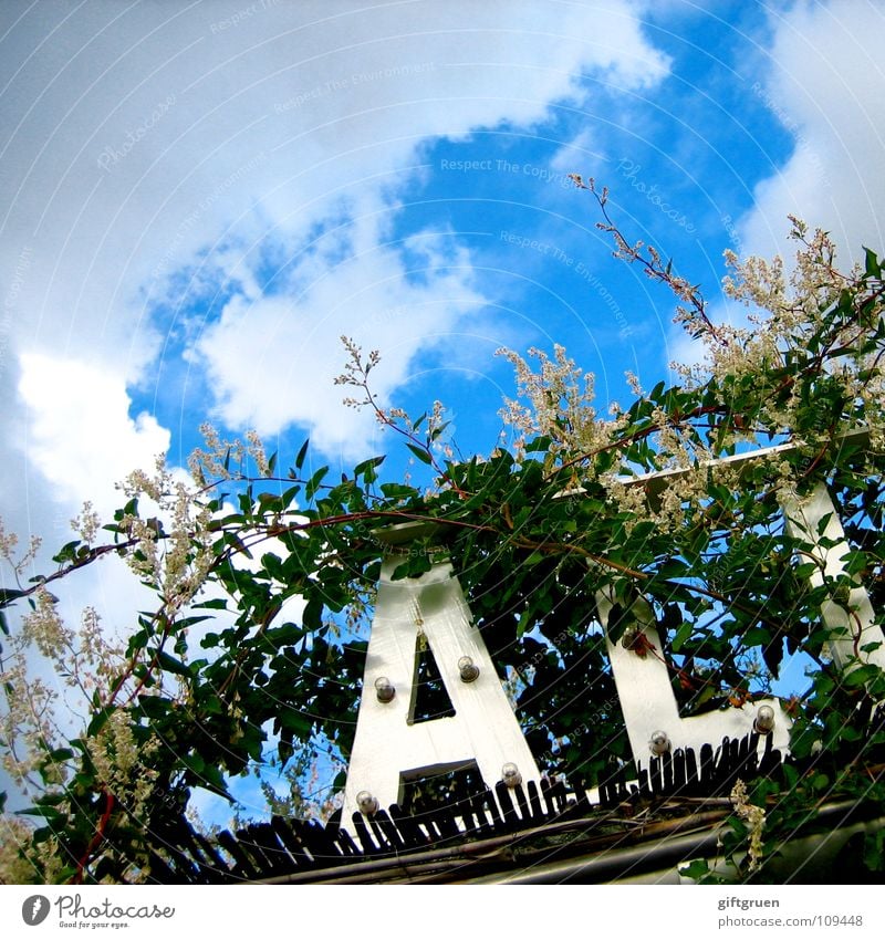 wild growth two Typography Clouds Green Plant Blossom Leaf Eaves Detail Sky Letters (alphabet) Characters Sign Sun Blue uncontrolled growth entwined