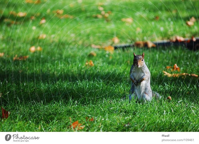 little rascal Squirrel Park Meadow Autumn Leaf Tree Sweet Cute Animal Rodent Curiosity Watchfulness Mammal Garden Branch man