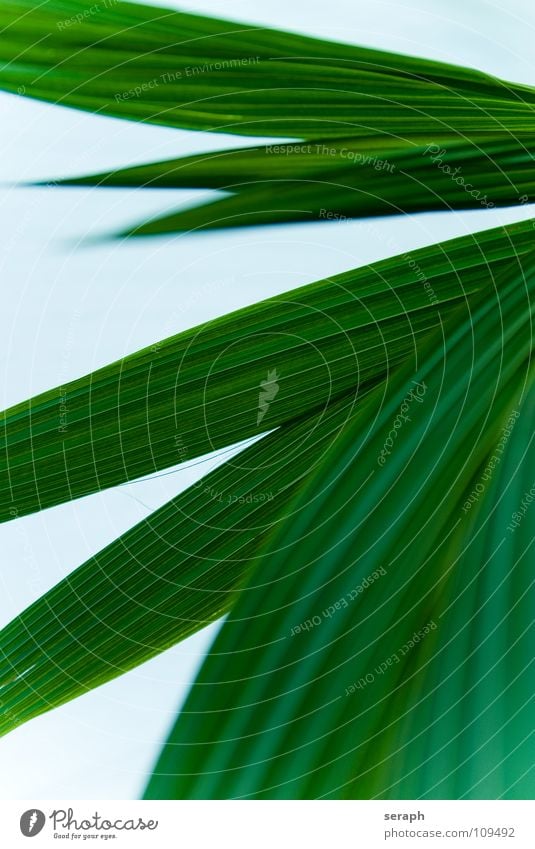 Coconut Leaf Coconut palm Coconut tree Palm frond Palm tree Bend Rachis Leaf green Palm sunday Decoration Plant Structures and shapes Curved Green Line Furrow