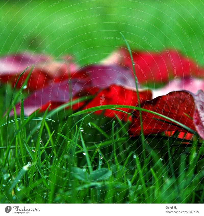 son autumn picture Fresh Gaudy Red Green Autumn Leaf Grass green Blade of grass Clover Cloverleaf Autumnal colours Autumn leaves Meadow Cold Refreshment