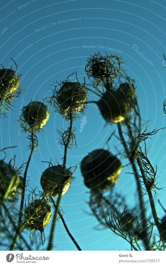 capsules Seed Worm's-eye view Autumn Transience Green Yellow Sunlight Back-light Plant Verdant Flower Sow Bushes Thorny Stalk Thin Long elongate Autumnal Blue