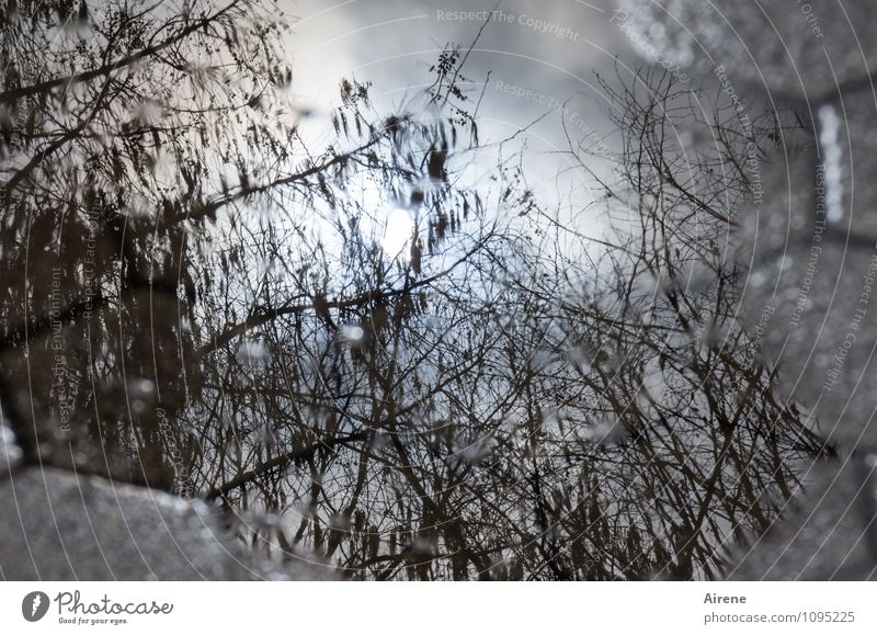 Water sign | past rain Elements Sky Sunlight Weather Beautiful weather Rain Tree Twigs and branches Terrace Pavement Street Glittering Wet Blue Gray Puddle