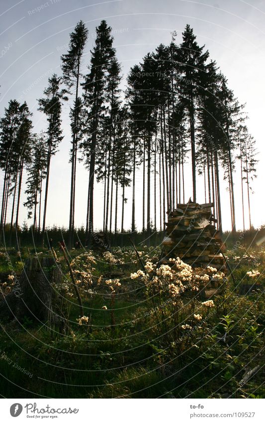 autumn Forest Tree Clump of trees Spruce Autumn Light Thuringia Meadow