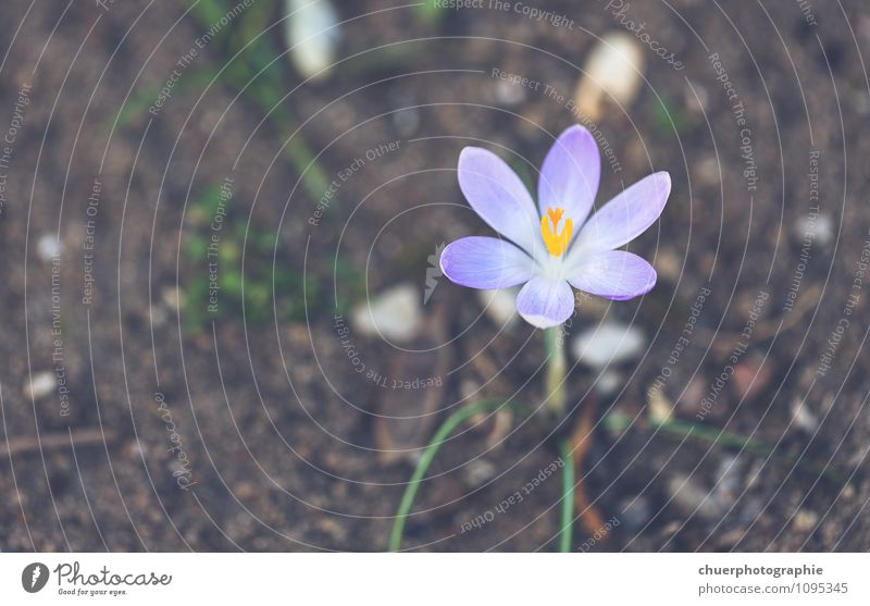 First F L O W E R Nature Plant Spring Beautiful weather Flower Grass Leaf Blossom Foliage plant Garden Park Meadow Friendliness Happiness Natural Original