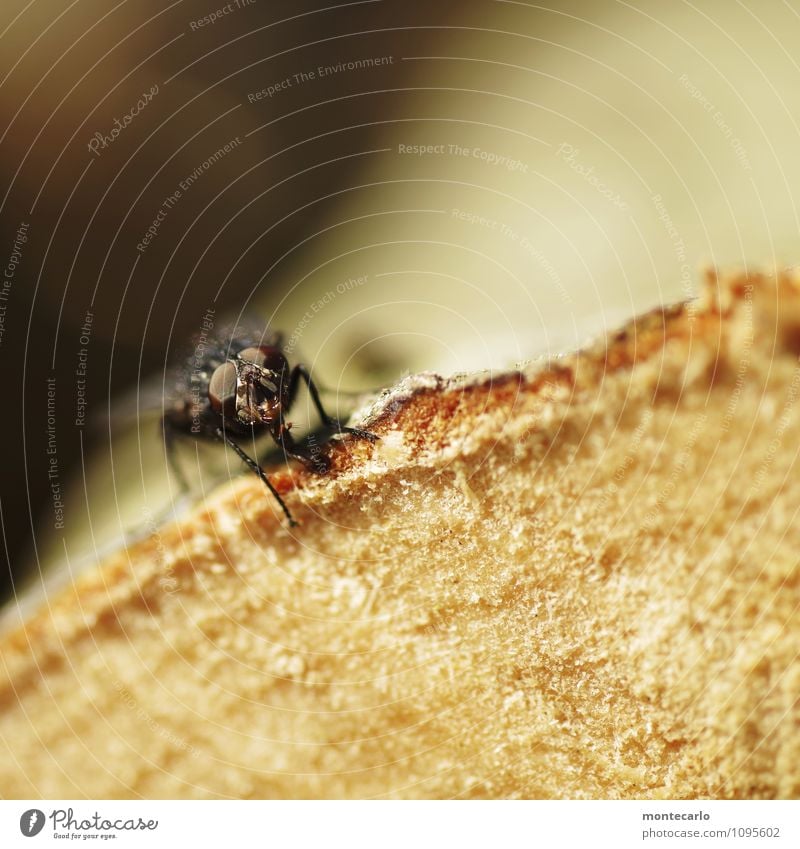 In the limelight on the log. Environment Nature Plant Texture of wood Stack of wood Animal Wild animal Fly Animal face 1 Thin Authentic Disgust Bright Small