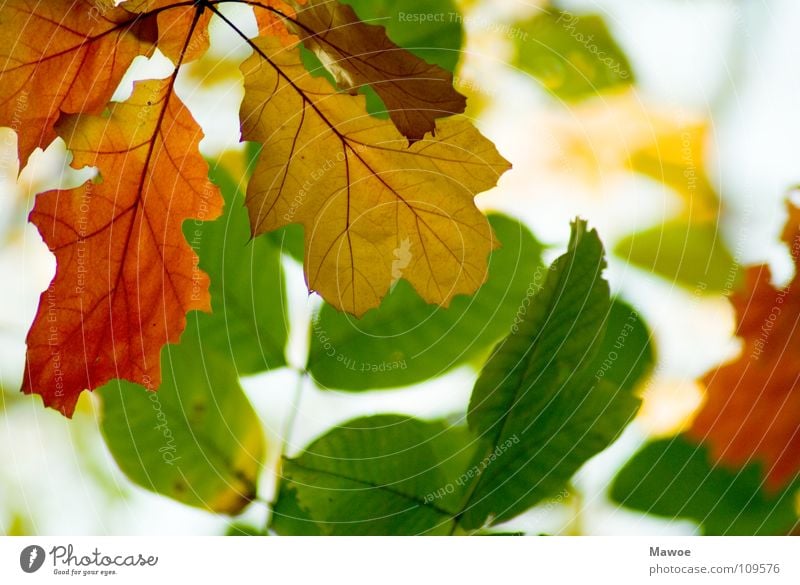 Coming and going Multicoloured Tree Sharp-edged Uniqueness Plant Yellow Green Autumn Autumn leaves Autumnal colours Seasons Deciduous tree Red Biology