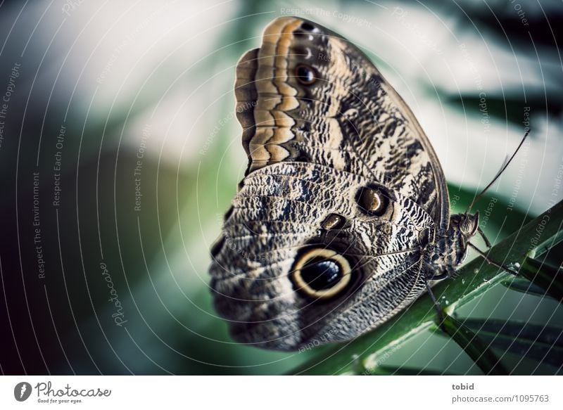 The banana butterfly Pt.3 Nature Plant Foliage plant Stalk Butterfly Wing Sit Esthetic Elegant Beautiful Near Brown Green Crouch Feeler Macro (Extreme close-up)