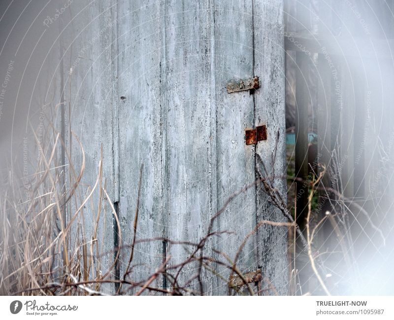 *100* ...I'll be off ... Joy Leisure and hobbies Living or residing Garden Gardenhouse Nature Spring Bushes Wild plant Deserted Hut Facade Door Wooden wall Old