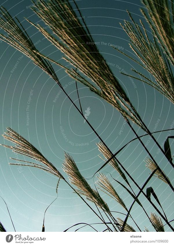 ::TUFTS OF MUSH: Meadow Grass Blade of grass Bushes Plant Green Autumn Gray Line Across Diagonal Minimal Simple Pasture Nature Americas Wind Beach dune