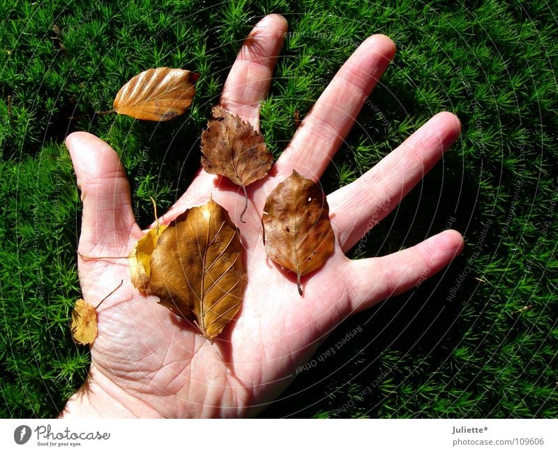 autumn feeling Hand Grass Leaf Touch Emotions Autumn Green Brown Fall down Transience five fingers