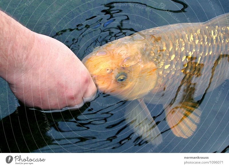 koi Animal Pet Fish Scales 1 To feed Feeding Swimming & Bathing Wet Koi Pond Garden pond Water Hand Colour photo Exterior shot Copy Space top Copy Space bottom