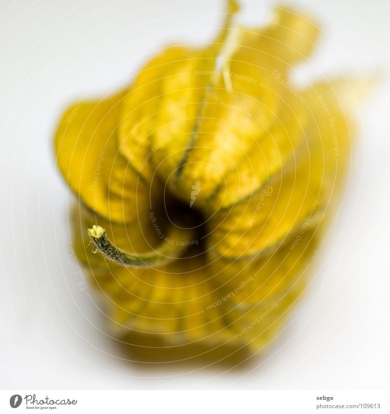 Cape gooseberry Physalis Yellow Dried flower Vitamin Healthy Stalk Fruit Orange Berries Close-up Macro (Extreme close-up)