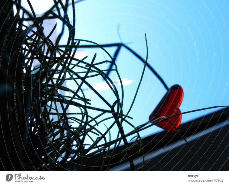 View from the flower pot Grass Flowerpot Aluminium Green Red Style Photographic technology Heart Blue Sky