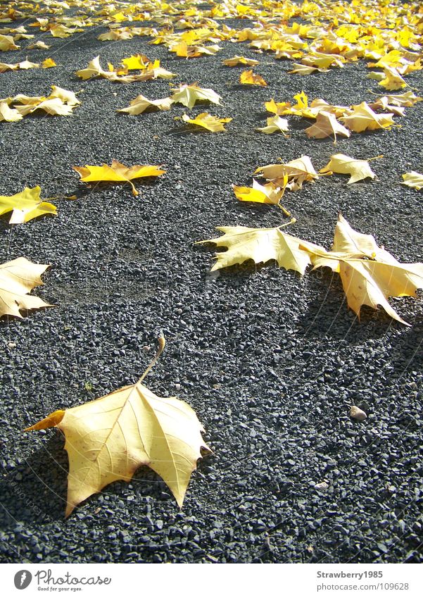 The fallen Autumn Leaf Yellow American Sycamore Contrast Gold Seasons Physics Cute Gray Shadow Under Fallen Moody Calm Colour Tree Assembly Brilliant Pack