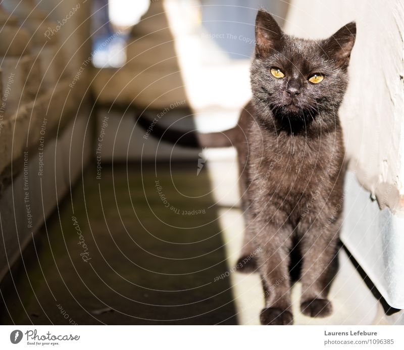 Curious playful young cat enjoying the spring sun Joy Body Well-being Relaxation Calm Living or residing Flat (apartment) housecat Pet Cat Baby animal Happiness