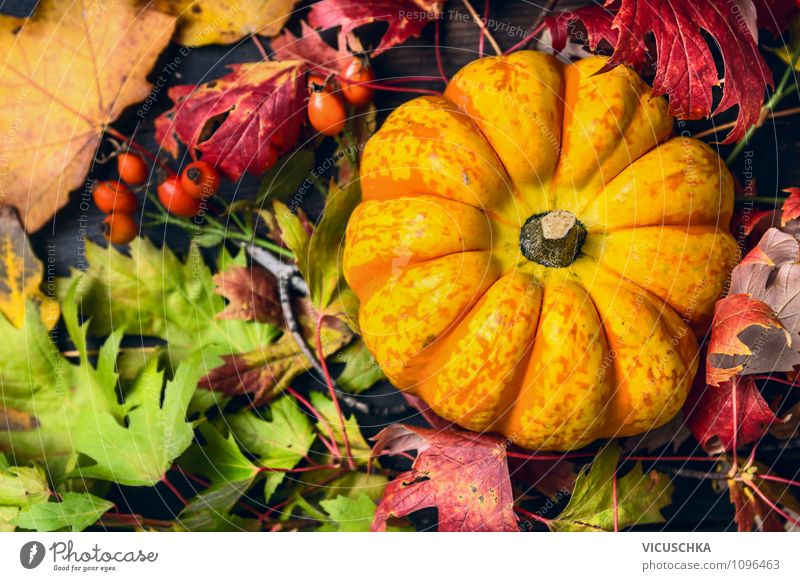 Pumpkin with colourful autumn leaves Food Vegetable Lifestyle Style Design Garden Feasts & Celebrations Thanksgiving Hallowe'en Gardening Nature Autumn Rose