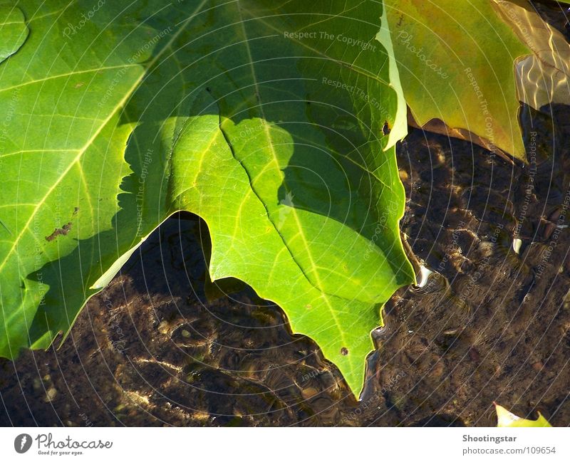 sustained Autumn Leaf Glimmer Dazzling Green Splashing Water Carrying Nature River Orange Colour