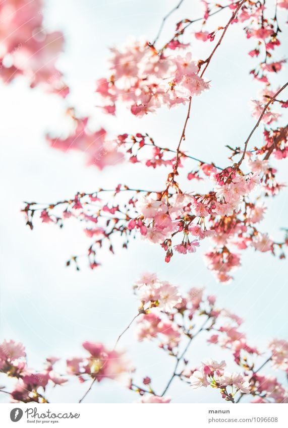 Fruitless Nature Spring Tree Blossom Cherry blossom Cherry tree Happiness Fresh Natural Pink Turquoise Spring fever Colour photo Exterior shot Day Sunlight