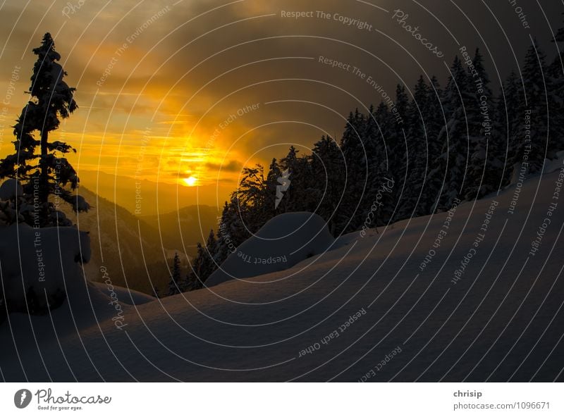 evening mood Environment Nature Landscape Sky Clouds Sun Sunrise Sunset Sunlight Winter Weather Beautiful weather Bad weather Snow Tree Forest Blue Yellow Gold