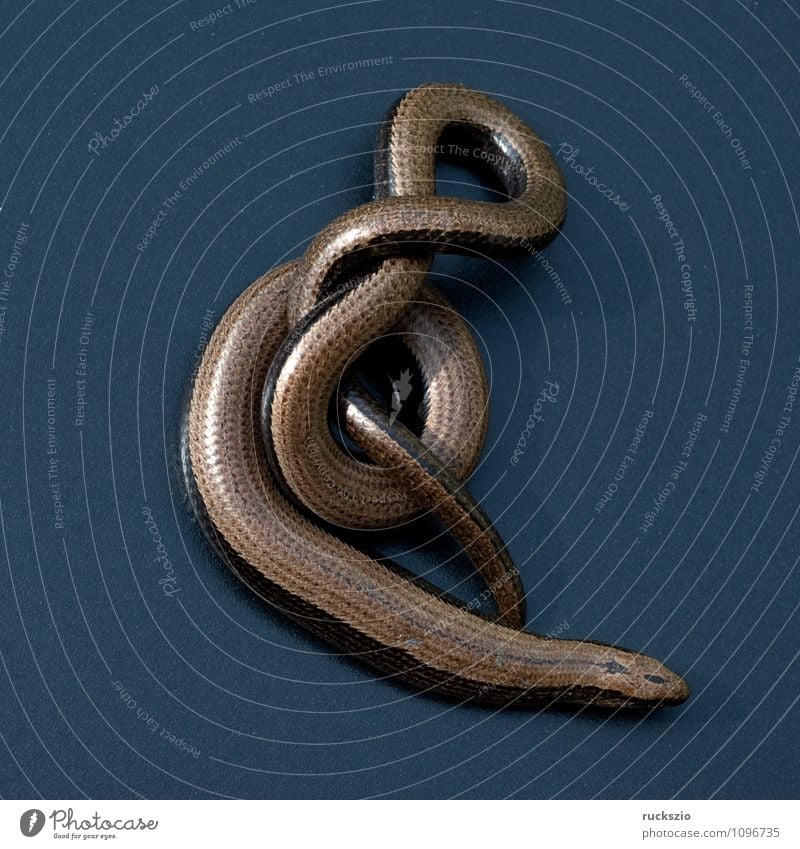 Slow-worm, Anguis, fragilis, lizard, lizard, Nature Animal Wild animal Free Black Slow worm fragile lizard species Saurians creep Reptiles Lizards Lacertidae