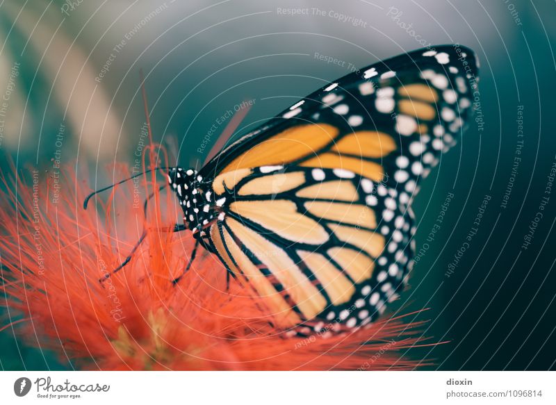 Butterfly´s breakfast [2] Environment Nature Plant Blossom Exotic Virgin forest Animal Wild animal Wing Insect 1 To feed Small Colour photo Close-up Detail