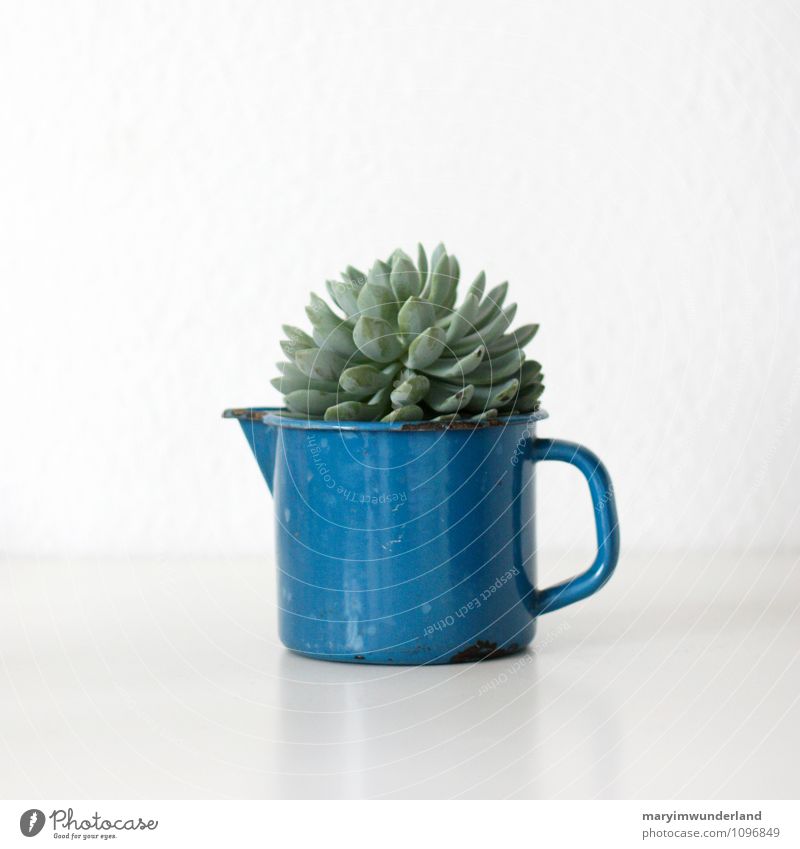 green stuff II Nature Plant Animal Cactus Leaf Foliage plant Pot plant Exotic Succulent plants Retro Juicy Green White Blue Jug Enamel Flea market Discovery