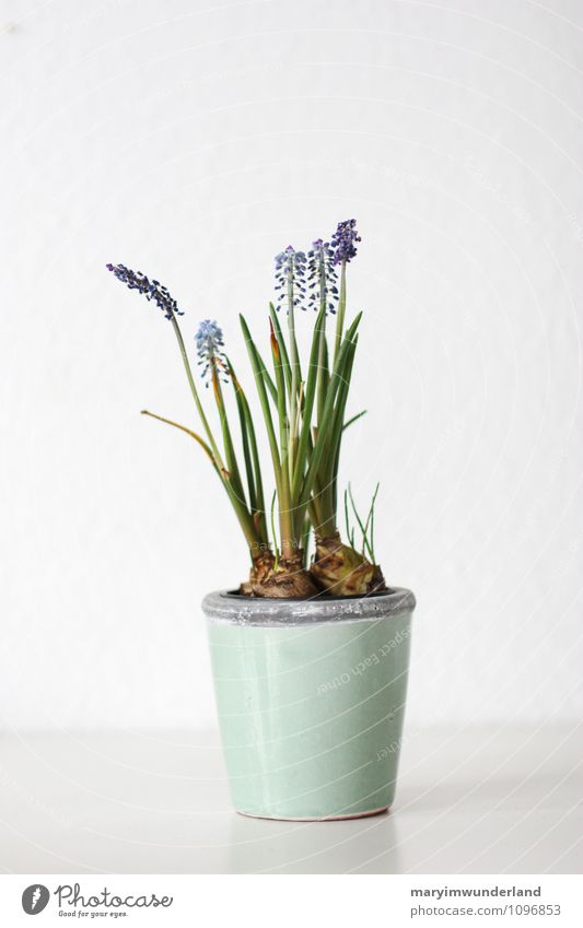 spring feelings. Nature Plant Animal Leaf Blossom Foliage plant Pot plant Muscari Hyacinthus Bulb flowers Flower Flowerpot Flowering plant Blue Green White