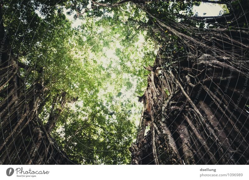 Rainforest, perspective from bottom to top Deep depth of field Sunbeam Sunlight Contrast Shadow Light Morning Deserted Exterior shot Colour photo Calm Green