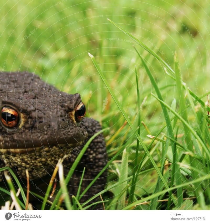 Fuck you :) Animal Hop Looking Wait Crouch Grass Meadow Green Brown Large Tadpole Disgust Creepy Blur Background picture Kissing Fairy tale Animalistic Small