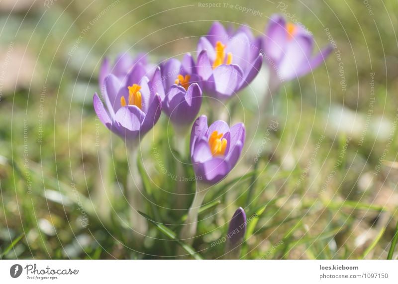 Spring is here Nature Plant Flower Grass Leaf Blossom Park Fragrance Happiness Fresh Warmth Yellow Green Pink Moody Happy Spring fever Freedom Joy April Austria