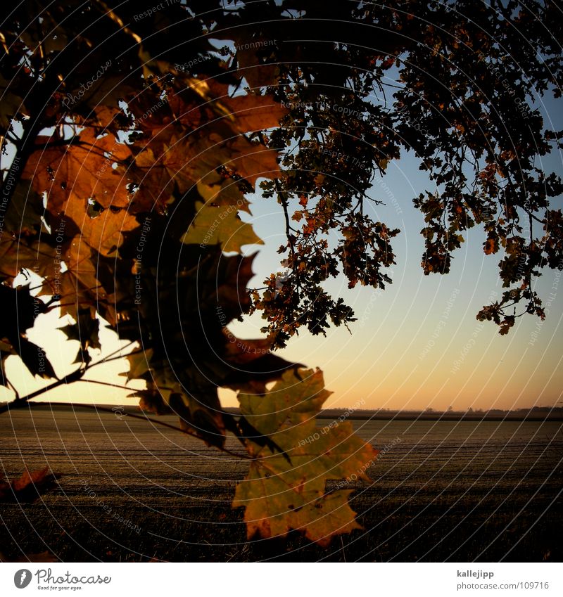 At the edge of the forest Autumn Dream Foreground Background picture Leaf Tree Romance Horizon Gold Red Brown Cold Sunrise Sunset Morning Edge of the forest