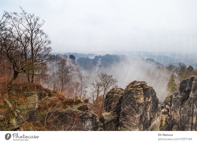 Waft of fog in Saxon Switzerland Climbing Mountaineering Rock Nature Landscape Plant Animal Earth Sky Cloudless sky Horizon Autumn Weather Fog Tree Bushes Moss