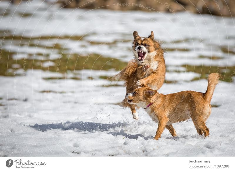 Colourful hustle and bustle in the snow Playing Animal Pet Dog 2 Pair of animals Fight Jump Attack Neckband youthful Crossbreed Snow Mammal Copy Space Flying