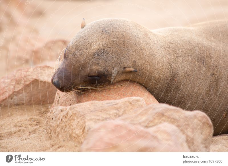 I don't hear anything. Vacation & Travel Tourism Trip Environment Nature Earth Sand Coast Beach Cape Cross Namibia Africa Animal Wild animal Animal face Seals 1