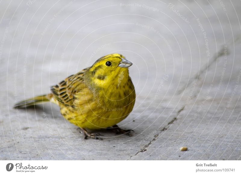 Yellowhammer Bird Animal Sit Nature wildlife Flying