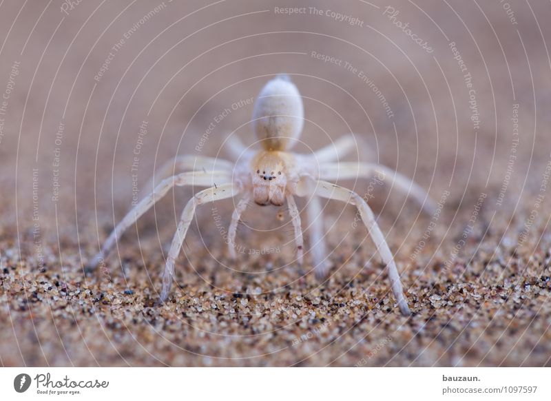 Eight eyes see more than two. Vacation & Travel Tourism Trip Adventure Sightseeing Nature Earth Sand Desert Namibia Namib desert Africa Animal Wild animal