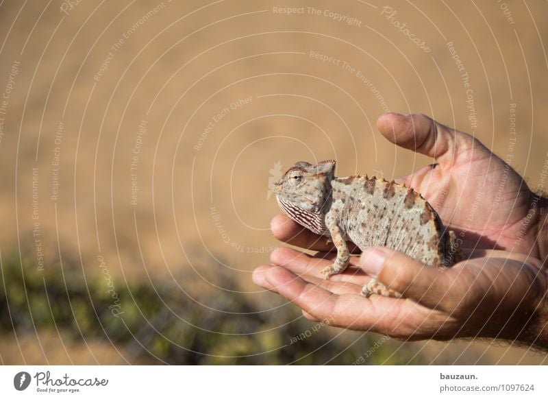 chameleon. Vacation & Travel Tourism Trip Adventure Sightseeing Summer Summer vacation Hand Sand Desert Namibia Namib desert Africa Animal Wild animal