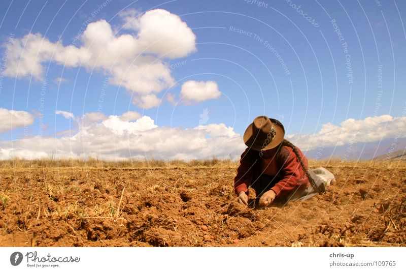 Potato harvest in Peru Lima South America Americas Market trader Market stall Winegrower Farmer Man Woman Loneliness Vacation & Travel Dark Work and employment