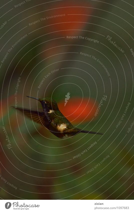 Booted Racket-tai Animal Wild animal Bird 1 Movement Hang Green Colour photo Aerial photograph Deserted Neutral Background Bird's-eye view