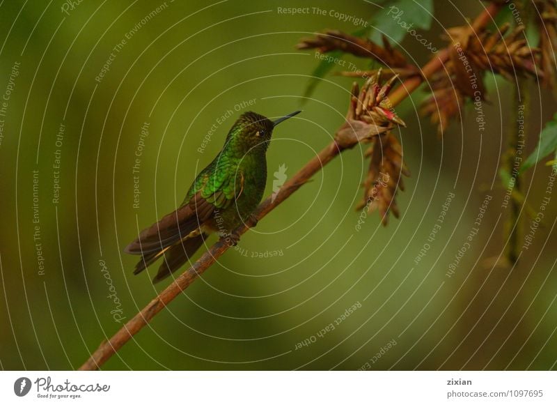 Buff-tailed coronet hummingbird Animal Wild animal Bird 1 Leather Looking Wait Colour photo Close-up Deserted Bird's-eye view Forward