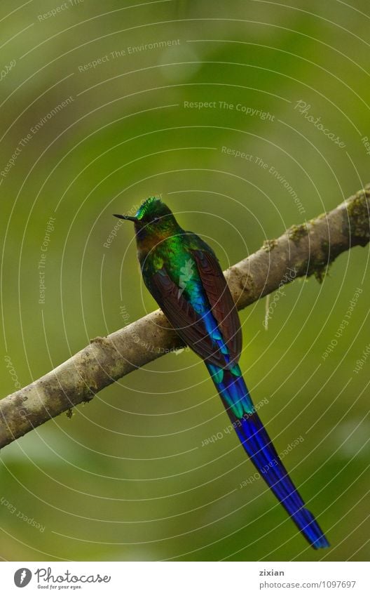 violet-tailed sylph hummingbird Animal Wild animal Bird 1 Wood Leather Hang Looking Sit Blue Colour photo Deserted Bird's-eye view Forward