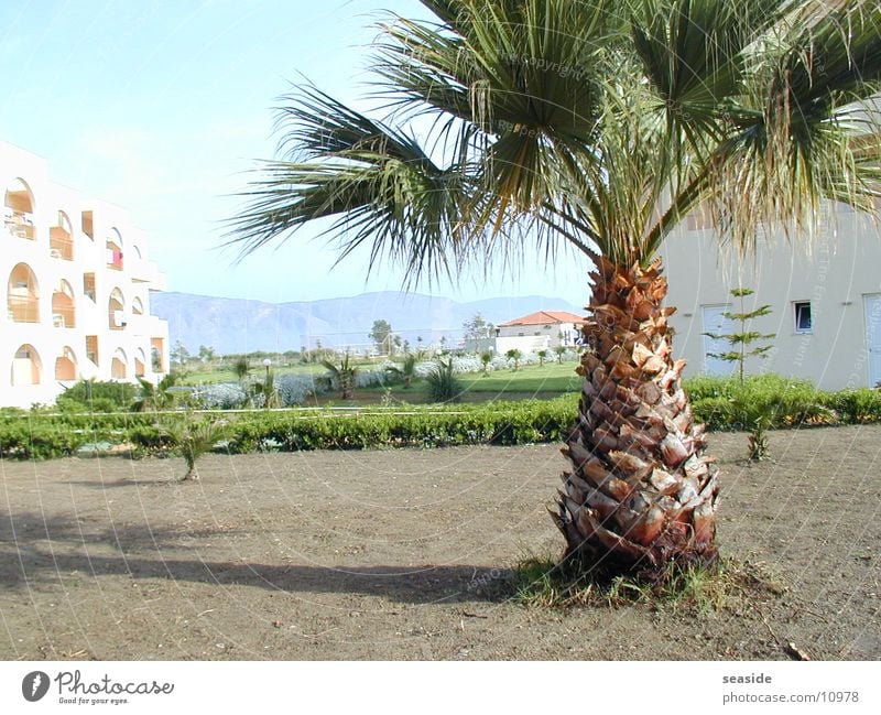 Palm tree on Crete Summer Sun